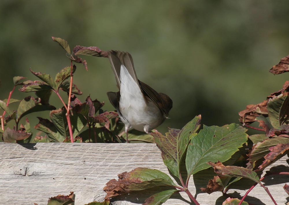 Catharus Thrush, tipped down